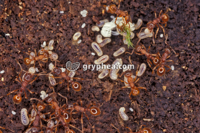 Fourmis rouges et couvain (oeufs, larves) - gryphea.com